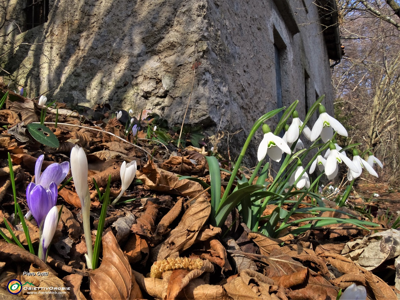 42 Festa di fiori sui sentieri al Monte Zucco - Galanthus nivalis (Bucanevi) e Crocus (Crochi).JPG
